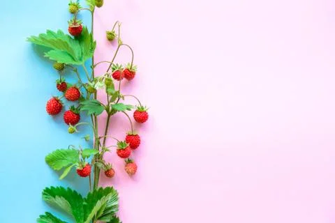 Small wild strawberry Stock Photos