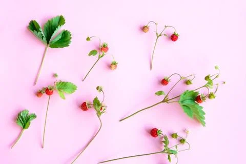 Small wild strawberry Stock Photos