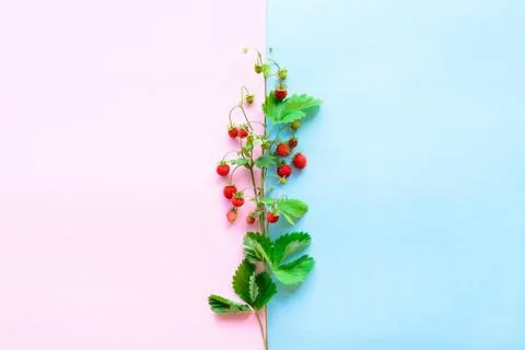 Small wild strawberry Stock Photos