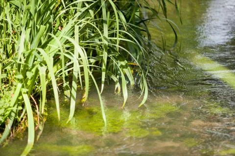 Small wild stream with its free and green vegetation Foto stock