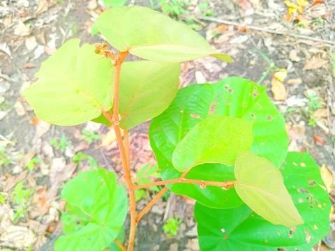 Small wild tree Stock Photos