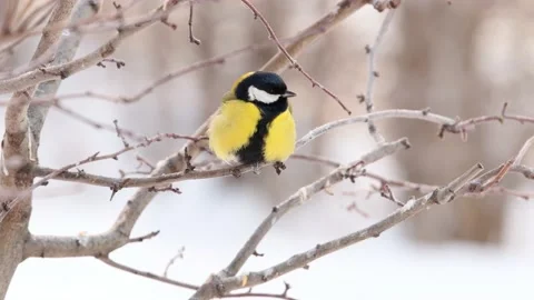 Small wild yellow bird close up. Stock Footage 170550619
