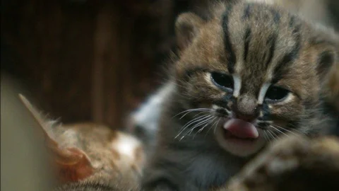 Small wildcat falls asleep Video stock 91940848