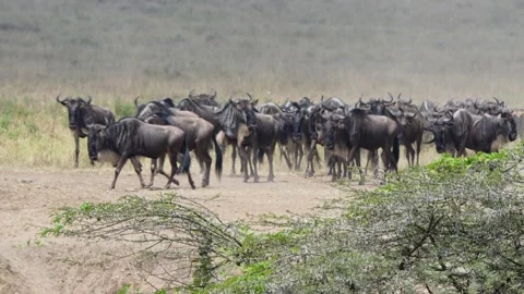 Small Wildebeest Group Moving in Maasai Mara National Reserve. Stock Footage 320729023