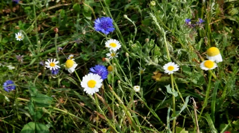 Small wildflowers slightly touched by the wind Stock Footage 40451383