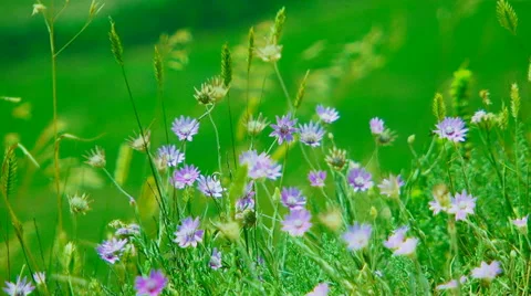 Small Wind Flowers Swaying On Wind Stock Footage 47784003