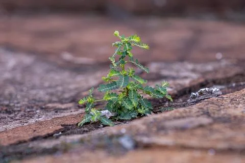 Small Wind Plant Stock Photos