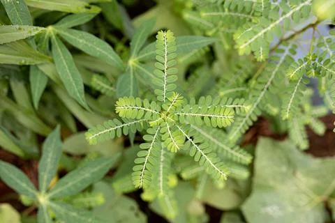 Small Wind Plant Foto stock