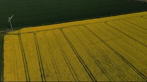 Small wind turbine spinning over yellow rapeseed crop, Scotland Stock Footage 108564467