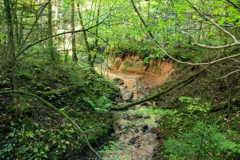 Small winding forest stream cutting through lush green woodland with expose.. Foto stock