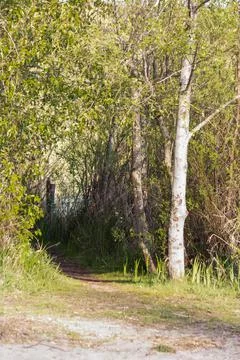 Small winding path into forest on summer day Stock-Fotos