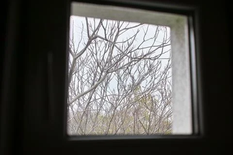 Small window and tree Фото