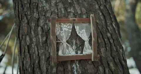 Small window on a tree in the park close up 動画素材 141742904