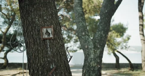 Small window on a tree in the park Vidéo 141742709