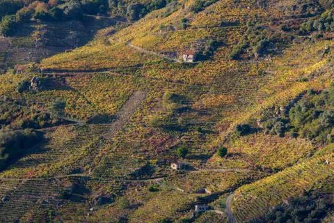 Small wineries between large vineyards Stock Photos