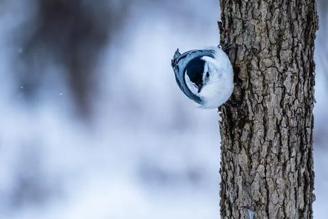 Small winter bird perched on a tree trunk in a snowy forest (nuthatch) Stock Photos