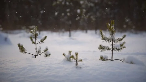 Small winter pines Stock-Footage 85438105