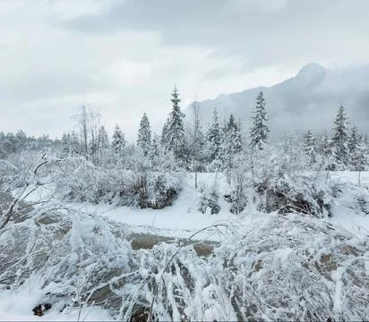Small winter stream with snowy trees. Stock Photos