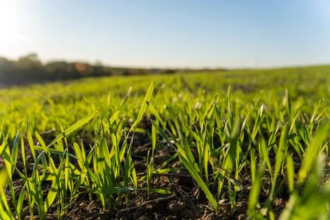 Small winter wheat is sprouting in a field while the sun shines from above... Stock-Fotos