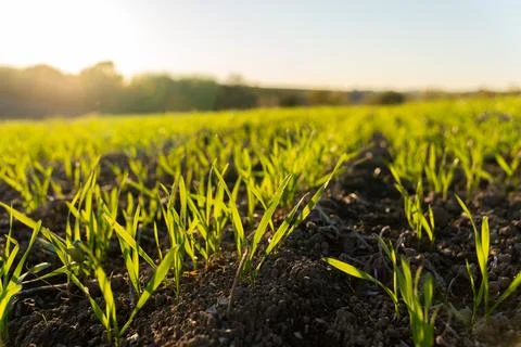 Small winter wheat sprouts push through dark soil as the sun rises over the.. Stock-Fotos