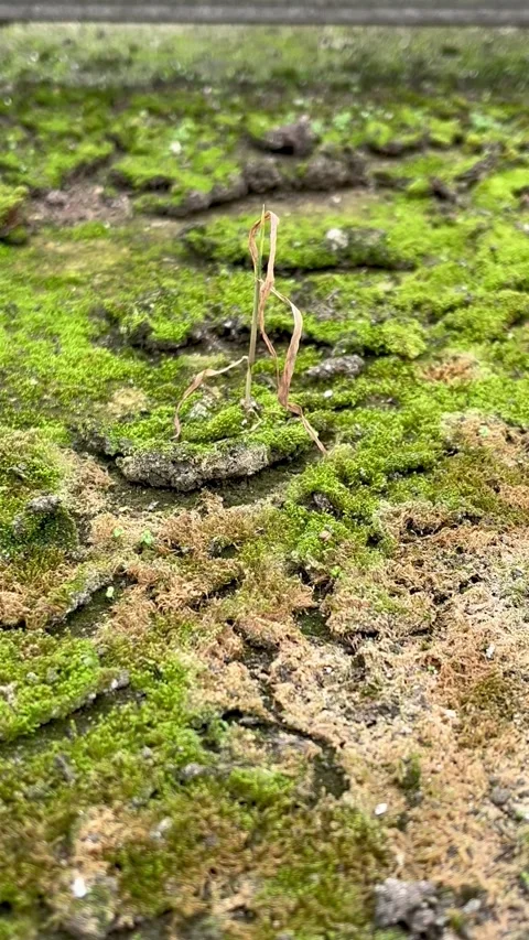 ​A Small Withered Plant Standing Alone in a Lush Green Moss Field Stock Footage 340258946