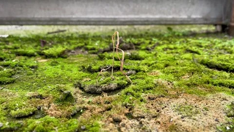 ​A Small Withered Plant Standing Alone in a Lush Green Moss Field Stock Footage 340258951