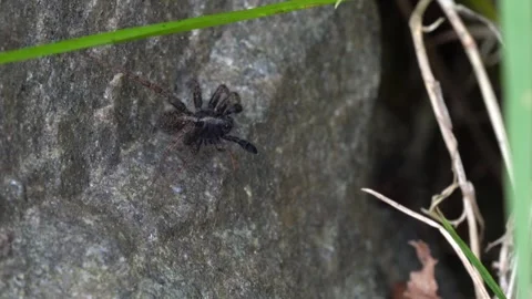 Small wolf spider male Stock Footage 244567035