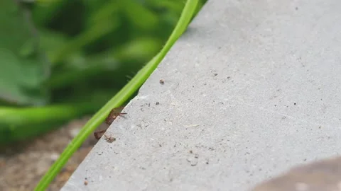 Small Wolf Spider. Pardosa sp.  Stock Footage 151409268