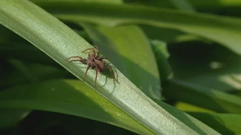 A Small Wolf Spider, Pardose sp Stock Footage 108040892