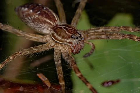 Small Wolf Spider Stock Photos