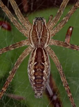 Small Wolf Spider Stock Photos
