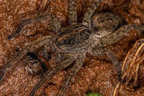 Small Wolf Spider Stock Photos