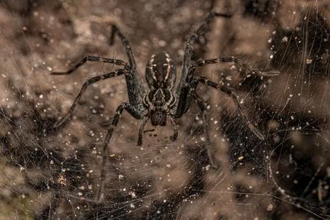 Small Wolf Spider Foto stock