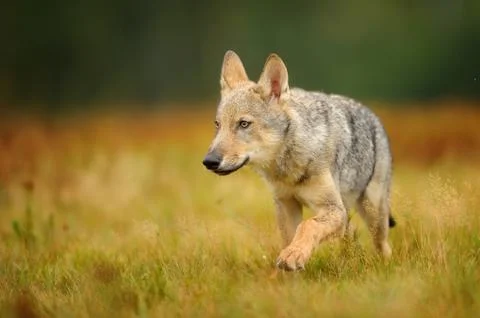 Small wolf in yellow grass 스톡 사진
