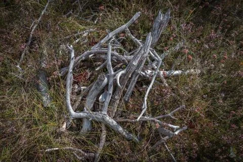 Small wood close up in forest Stock Photos