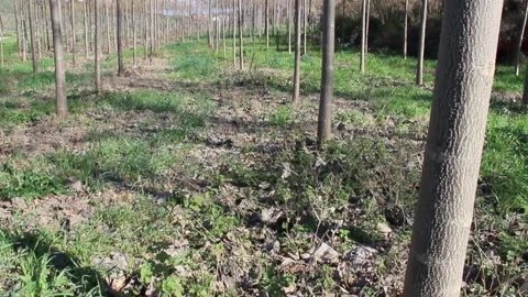 Small wood Stock Footage 153201412