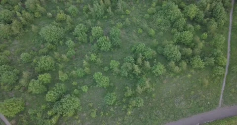 Small wooded area  from above by drone Stock Footage 131273545