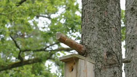 The small wooden birdbox on the tree trunk in Estonia Stock Footage 157485691
