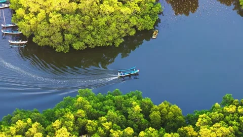 Small wooden boat navigating through dense green mangrove river in Bali aerial Stock Footage 346801165