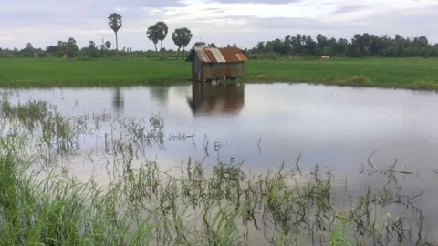 Small Wooden Shack Surrounded by Water and Green Rice Field Stock Footage 344690152