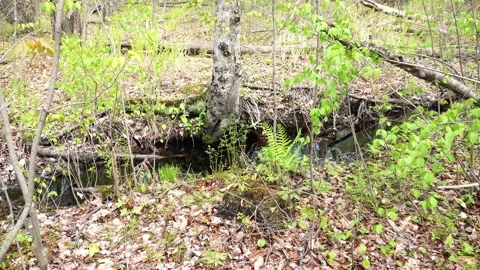 A small woodland stream flows through a spring forest filled Stock Footage 336184987