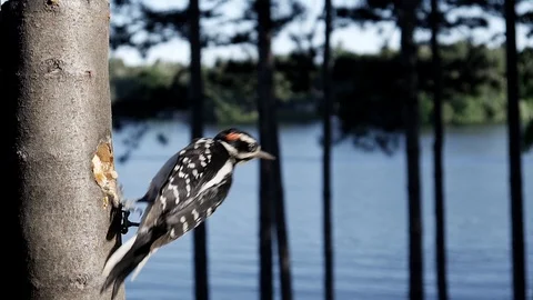 A small woodpecker hops off from a tree. Video stock 95916884