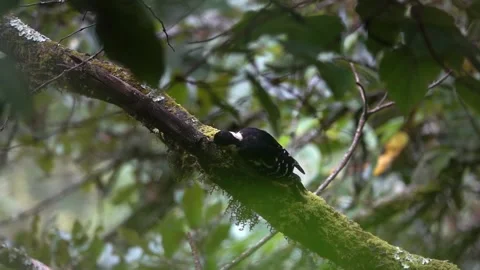 Small woodpecker on lichen and moss covered branch Vidéo 237996579