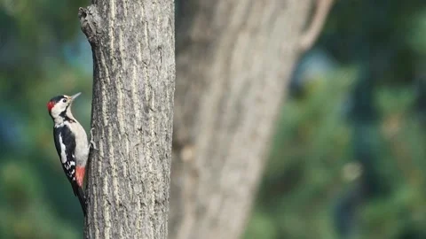 A small Woodpecker on a tree Stock Footage 285017151