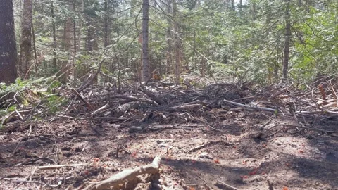 Small Woodpile Stock Footage 194341588