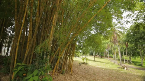 SMALL WOODS IN COLOMBIA Video stock 29904109