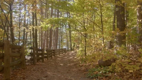 Small Woods Trail At Dusk Video stock 234140071