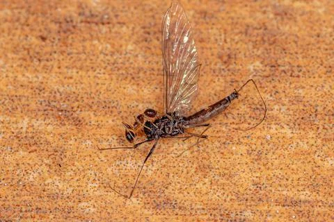 Small worker ant Stock Photos