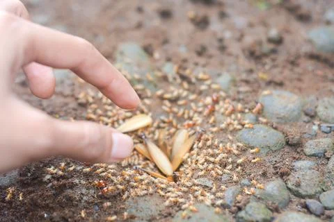 Small Worker Termites,Close-up of ants Stock Photos
