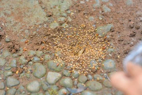 Small Worker Termites,Close-up of ants Stock Photos